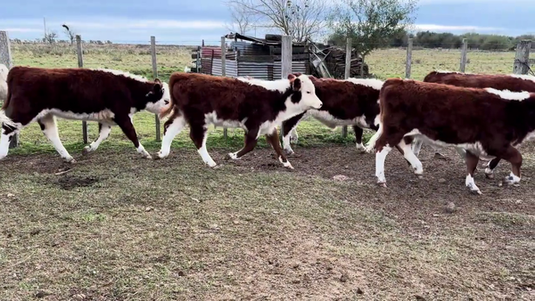 Lote TERNEROS Y TERNERAS