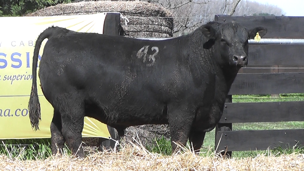 Lote TOROS ANGUS PURO CONTROLADO