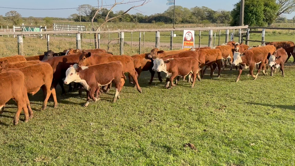 Lote 45 Terneros en Corrientes, San Roque