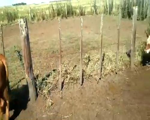 Lote 10 Terneros/as en Laprida, Buenos Aires