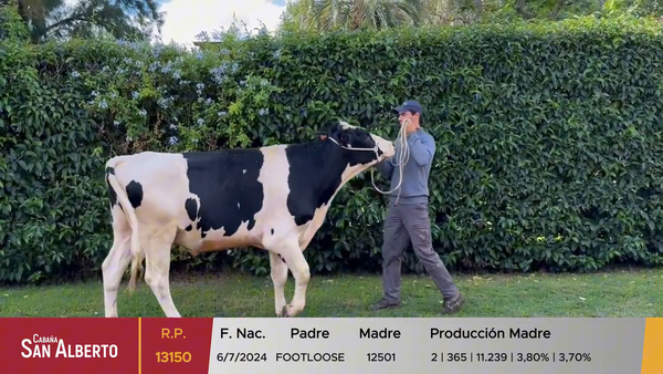 Lote Toros, Canelones