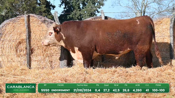 Lote Hereford Morixe