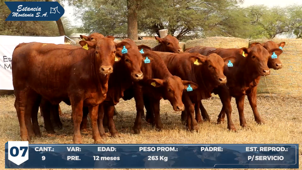Lote LOTE 7