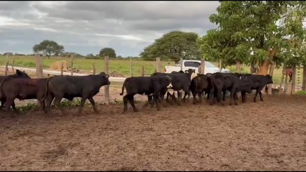 Lote 95 Novillitos en Chaco, Gral. San Martín