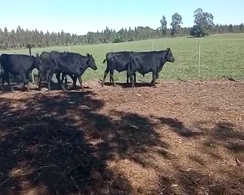 Lote 6 Novillos ANGUS 250kg -  en COSTAS DE MAURICIO