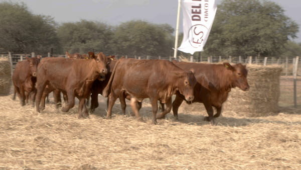 Lote Vaquillas CBO. 1 PREÑADAS