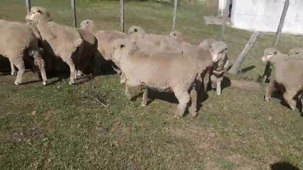 Lote 32 Ovejas 50kg - , San José