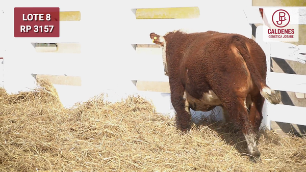 Lote Toro S/ PR