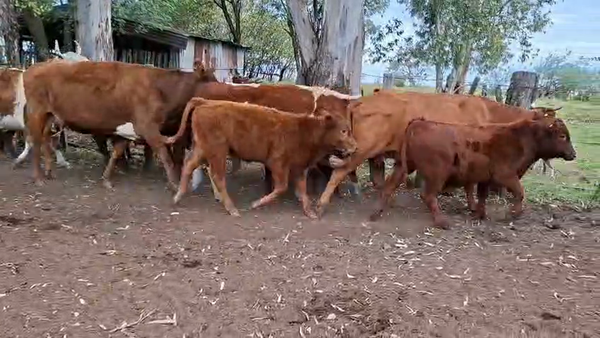 Lote PIEZAS DE CRIA