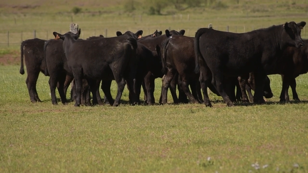Lote 14 Vaquillonas negras