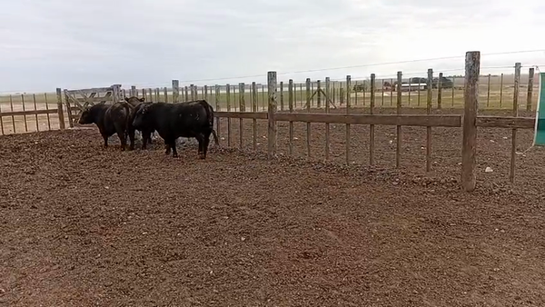 Lote Toros