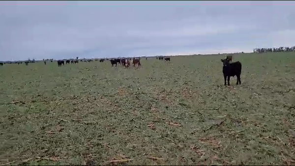 Lote 400 Novillitos en Gral. Villegas, Buenos Aires