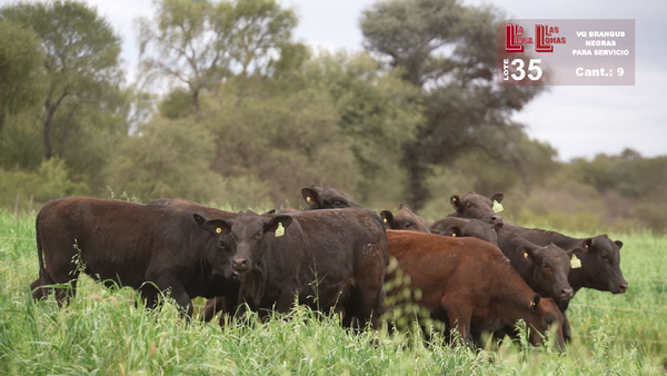 Lote VAQUILLONAS PARA SERVICIO BRANGUS NEGRAS