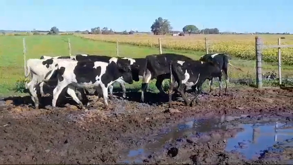 Lote 10 Terneros Holando HOLANDO 180kg -  en AGRACIADA