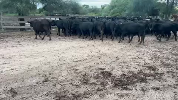 Lote 100 Terneros en J.J. Castelli, Chaco