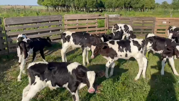 Lote 15 Terneros 70kg - , San José