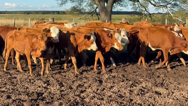 Lote 47 Terneras y Vaquillas en Corrientes, Concepción