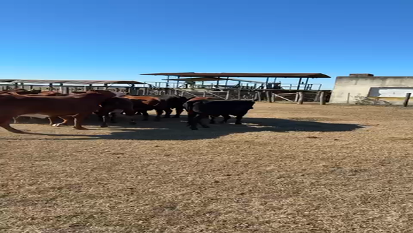 Lote 32 Vacas Cruzas en Transito, Córdoba