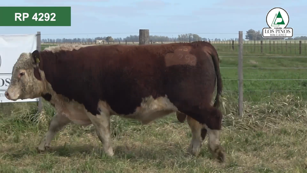 Lote 2 Toros P. HEREFORD en Balcarce