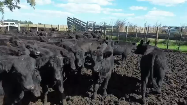 Lote 120 Terneros