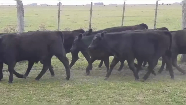 Lote 75 TERNS. MACHOS, RAUCH, PCIA. DE BS. AS.