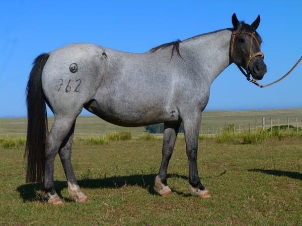 Lote Tinajera Salpay