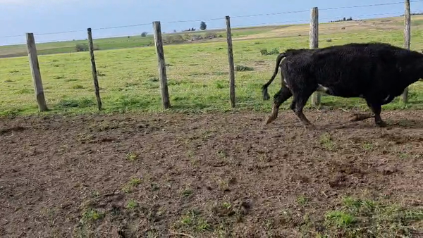 Lote 30 Vientres preñados y con cría en Entre Ríos, Victoria