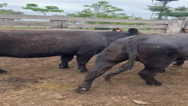 Lote "Cabaña ""El Viraró"""