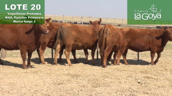 Lote VAQUILLONAS PREÑADAS MAS PARICIÓN PRIMAVERA