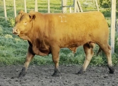 Lote PLANTEL X INGENIO