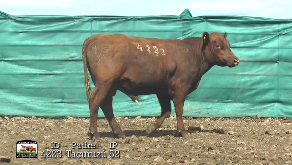 Lote Lote 12