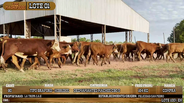Lote LOTE 1