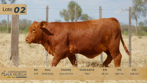 Lote LOTE 2