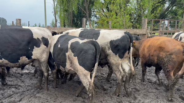 Lote 20 Novillo Gordo en Yerbas Buenas, VII  Región Maule