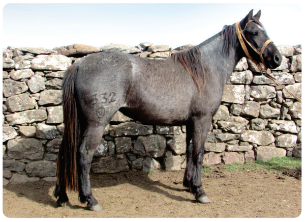 Lote Cenizienta Gaitera