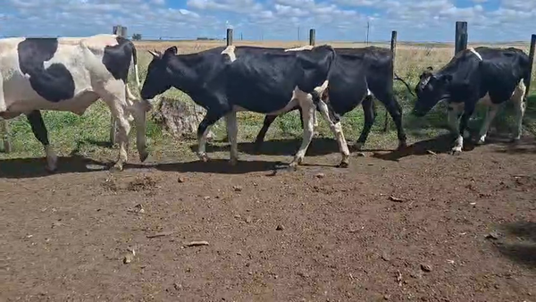 Lote NOVILLOS