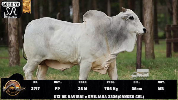 Lote LOTE 72