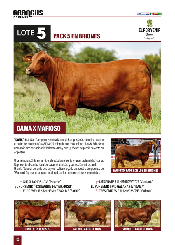 Lote PACK 5 EMBRIONES DAMA X MAFIOSO