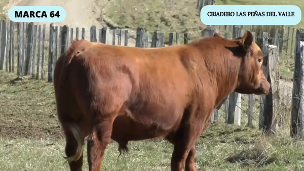 Lote 1 Toro en Coyhaique, XI Región Aysén