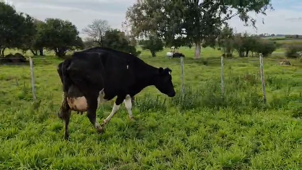 Lote Vaca 550kg - , San José