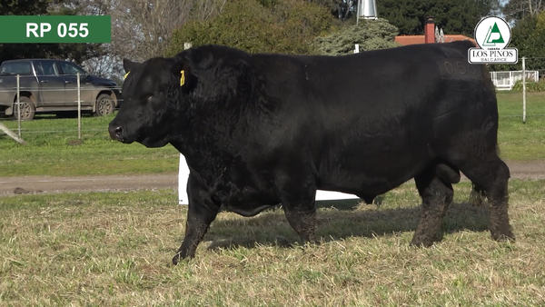 Lote 3 Toros ANGUS en Balcarce