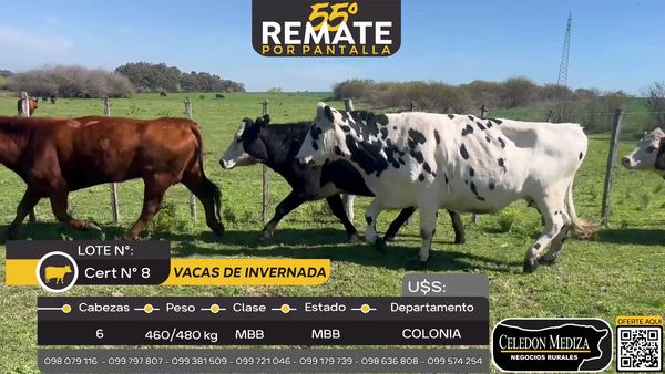 Lote 6 Vacas de Invernada en Costa de Vaca, Colonia