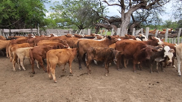 Lote 72 Terneros/as en Mariano I. Loza, Corrientes