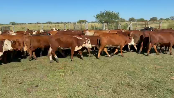 Lote 130 Terneros/as
