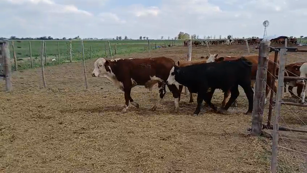 Lote 23 Terneros Braford y Hereford en Sunchales, Santa Fe