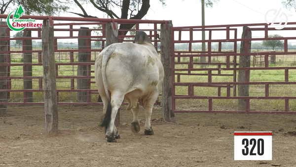 Lote Brahman