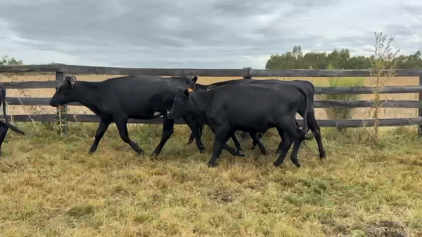 Lote VAQUILLONA ENTORADA