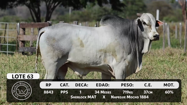 Lote LOTE 63