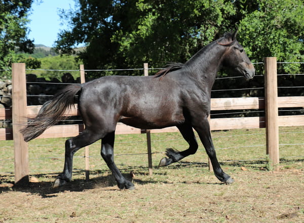 Lote AGUAS CLARAS OLIMPICO