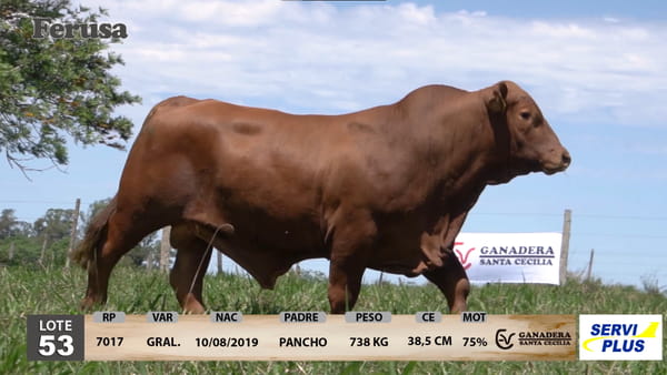 Lote Ganadera Santa Cecilia - Lote 53